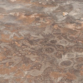 Petroglyphs - Emu eggs and tracks