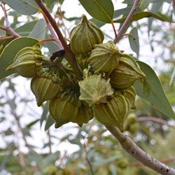 wildflower Kings Park