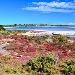 salt lake and samphire