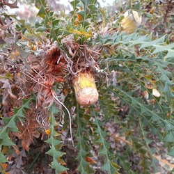 wildflower in Dryandra