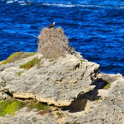 osprey on nest