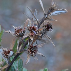 found this at the bush camp