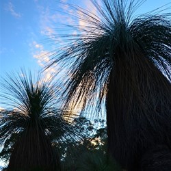 sunset with grass trees