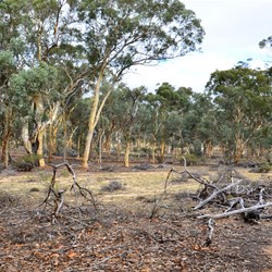Dryandra woodland
