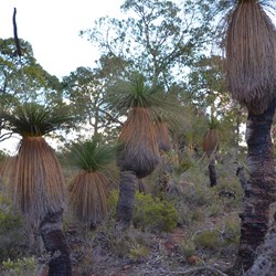 grass trees