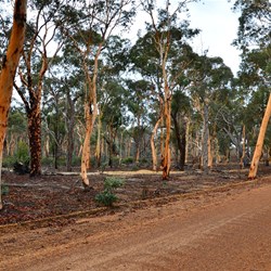 Dryandra road