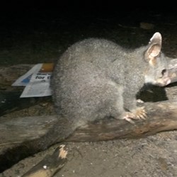 posssum visited our camp