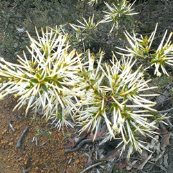 wildflower at Dryandra