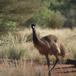 Inquisitive emu