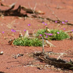 Finches grazing the Porchelacca