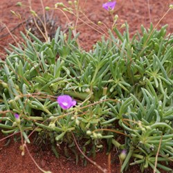 Porchulacca showing damage from grazing by finches