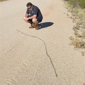 Catapillar trail near the Stuart