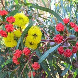 flowering gum..spectacular colours