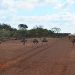 emus crossing