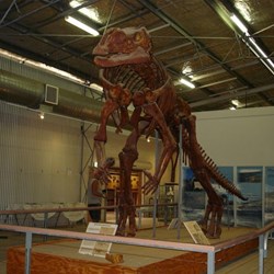 Muttaburrasaurus skeleton