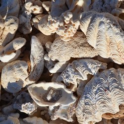 shells at Quobba