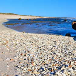 shells and beach