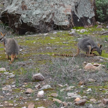 The endangered Yellowfoot Rock Wallaby