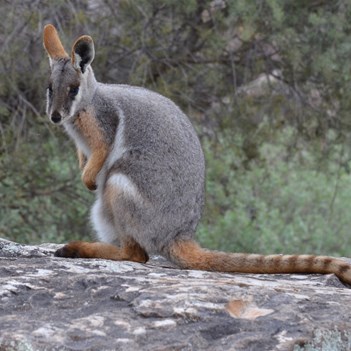 I was able to get very close to this little fellow