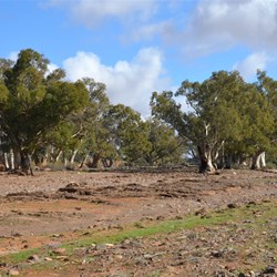 Large Gums in Moralana Creek