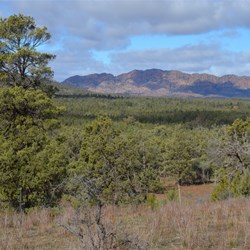 Native Cypress Pines are very common in the Flinders