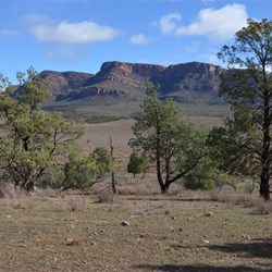 Native Pines and Rawnsley Bluff
