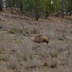 There were lots of Emus in the Flinders