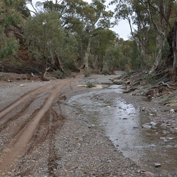 There was only a little still flowing in Bunyeroo Gorge