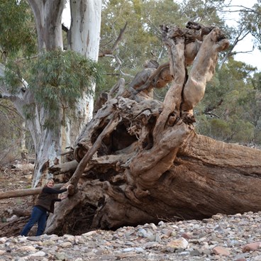The forces of nature sent this massive Red Gum down Brachina Gorge in a past flood