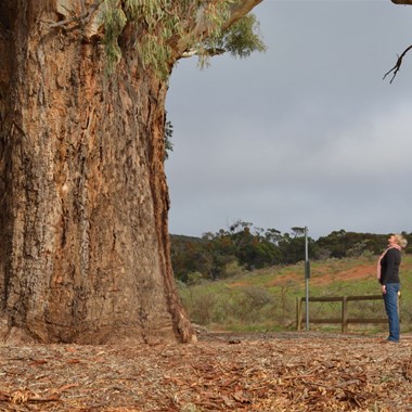 Fiona looking up at this massive 500 year old River Red Gum