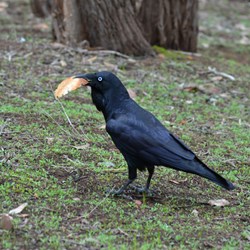 This Crow would always be looking for any scraps