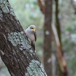 The Noisy Miners were always very shy and always hang back