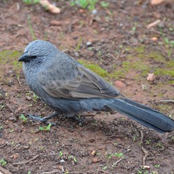 The Apostlebirds were always first into our camp