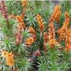 Images from Devils Gullet