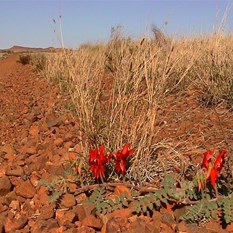 Desert Pea