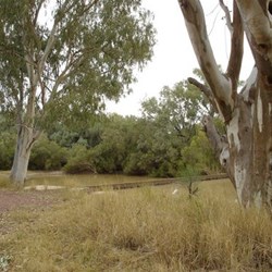 Barcoo riverside camping Isisford