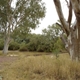 Barcoo riverside camping Isisford