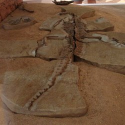 Fossilised crocodile Isisfordia Duncani