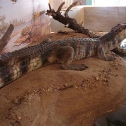 Is this what Isisfordia Duncani looked like 95 million years ago?