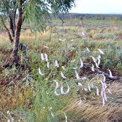 wildflowers in bloom