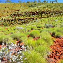 spinifex