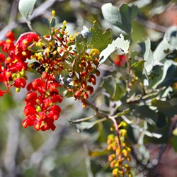 holly grevillea