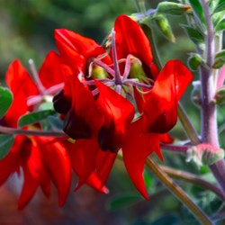 desert pea in bloom 