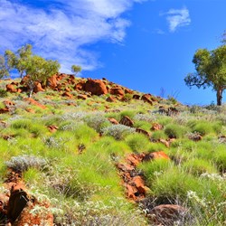 spinifex