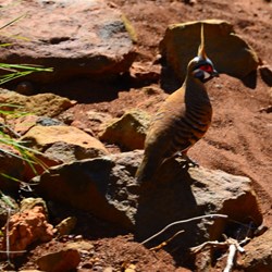 spinifex pigeon 