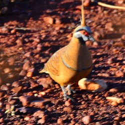 spinifex pigeon
