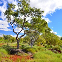 landscape at Mt Florence Station