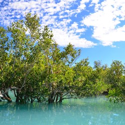 creek and mangroves