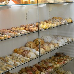 shell house in Broome