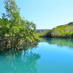 mangroves and still water